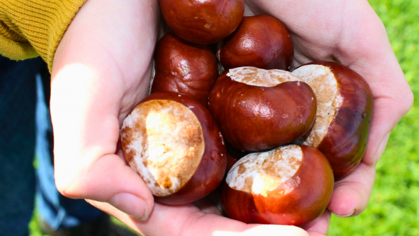 H&G Conker Article Cover H&G Conker Article Cover