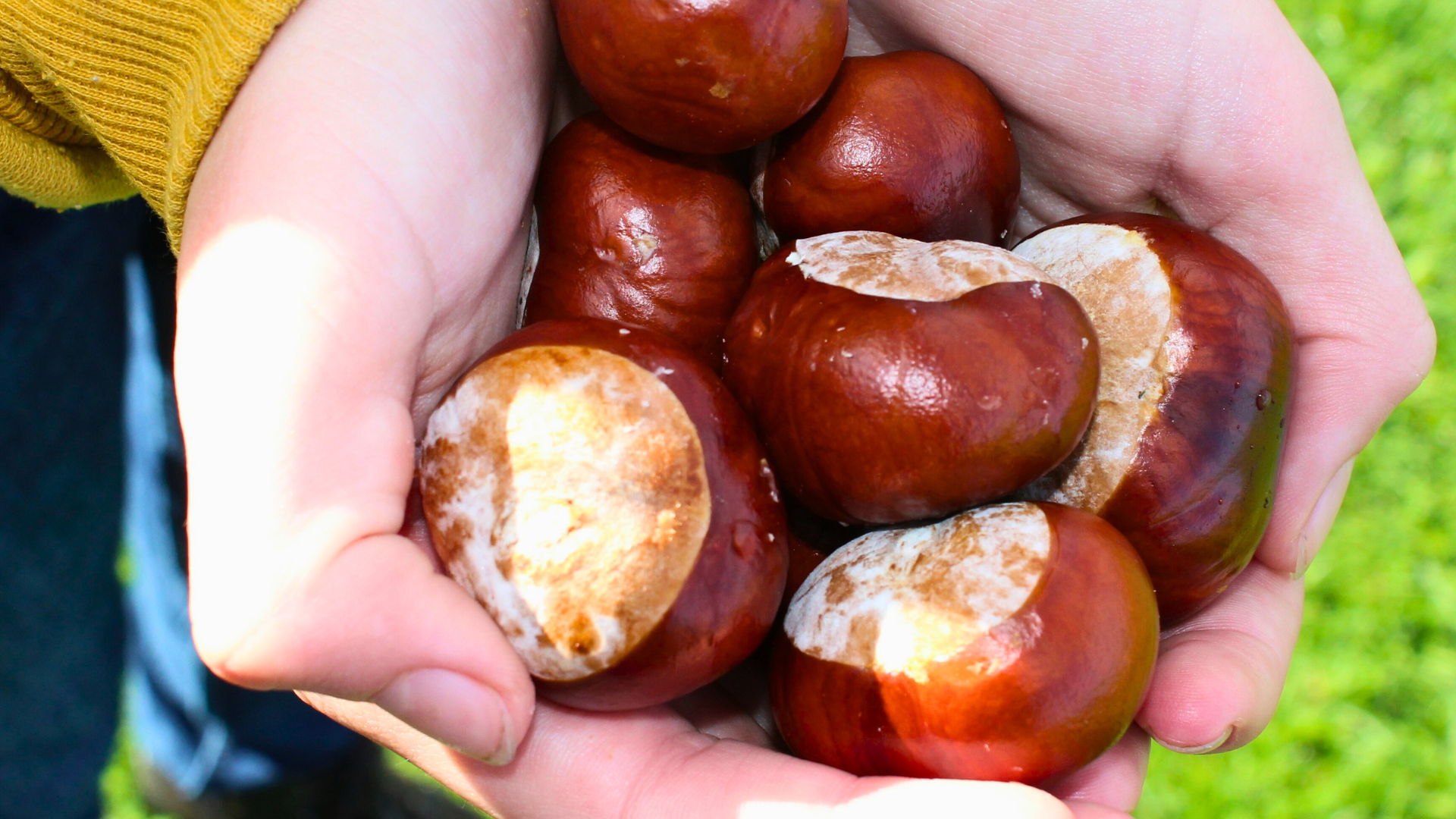 H&G Conker Article Cover