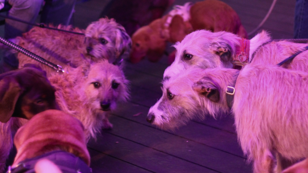 Dog Party Article Cover Dog Party Article Cover