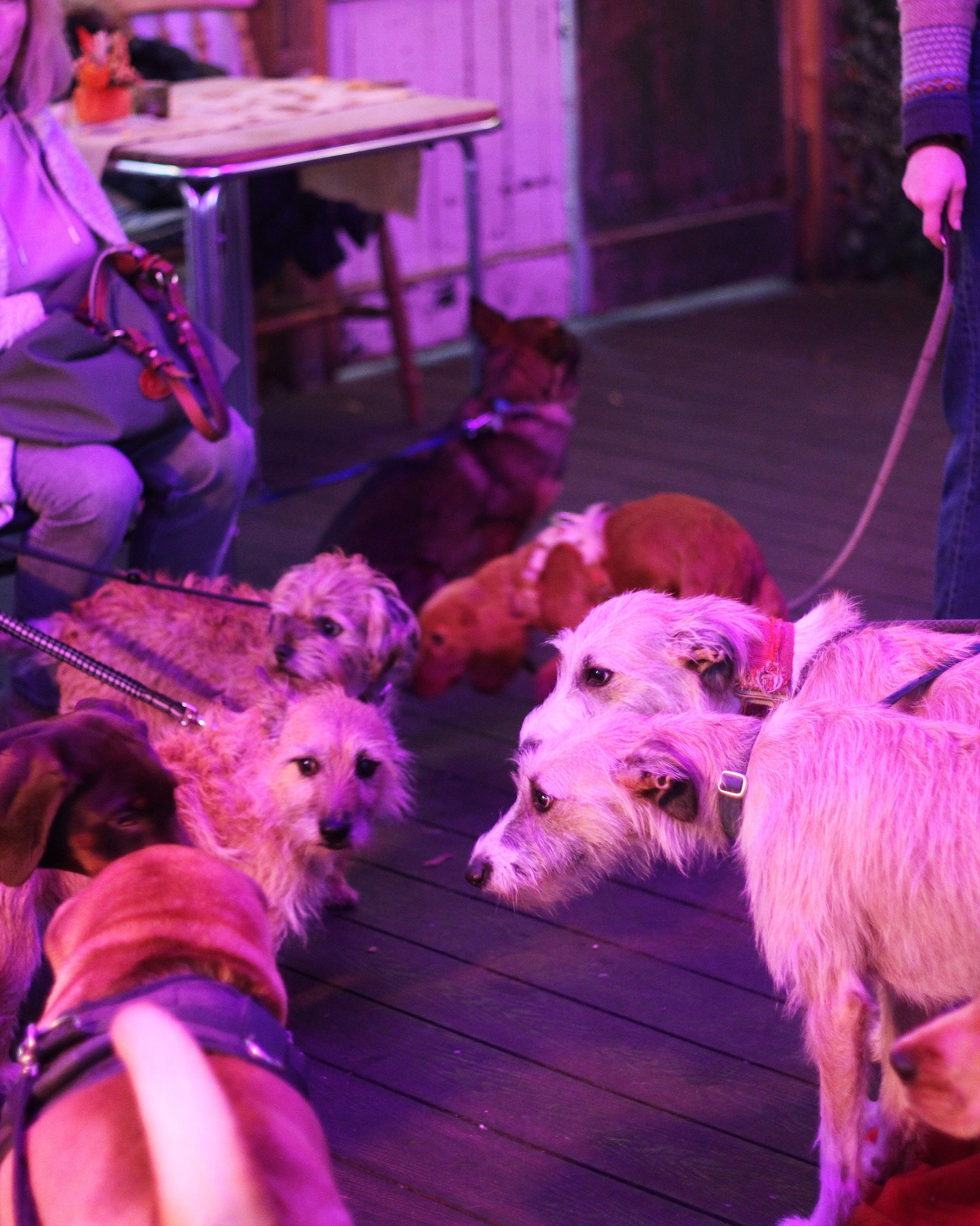 November 25 - Dogs Party